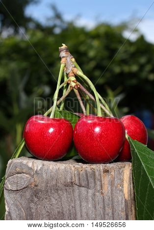 Ripe red sweet cherries on a branch