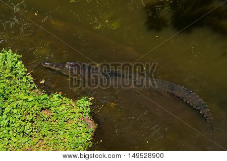 Gharial Crocodile Resting In An River