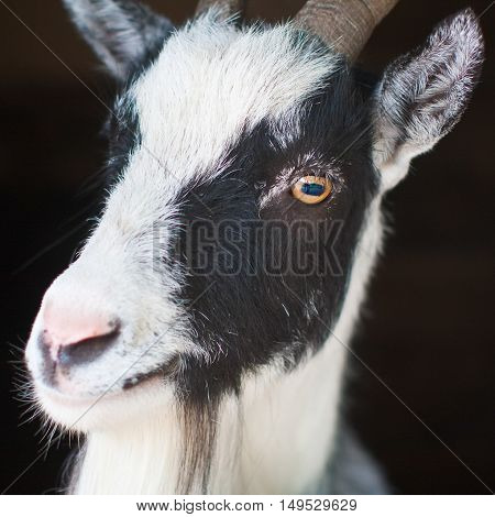 The head of a goat against a black background