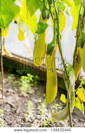 Eggplant growing in garden. Cultivated fresh vegetables. Eggplant in vegetable garden. Healthy food.