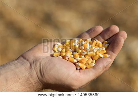 Corn feed in a hand in the field. Golden maize in hand.