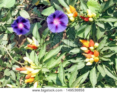 Pepper on abush and Ipomoea in Mayskiy Uzbekistan September 4 2007
