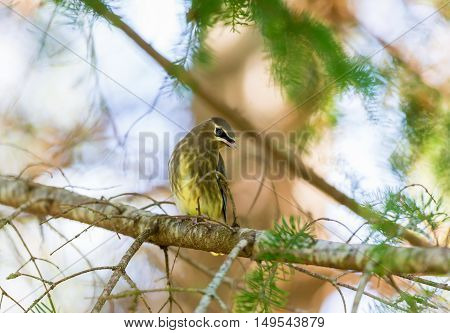 The yellow band on the end of the tail is narrower in juveniles than in adults, and juveniles lack the red, waxy wing tips. Juvenile cedar waxwings have little or no black around the eyes or throat