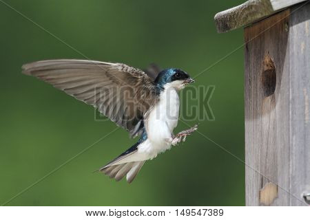 Male Tree Swallow (tachycineta bicolor) bringing food to the nest