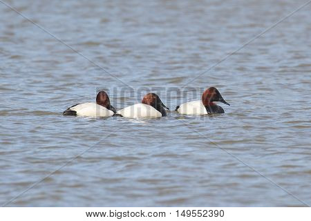 Group of Canvasback (Aythya valisineria) swimming in blue water