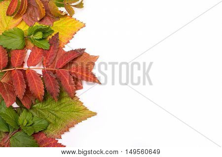 colorful leaves in autumn. gradient. isolate on white background