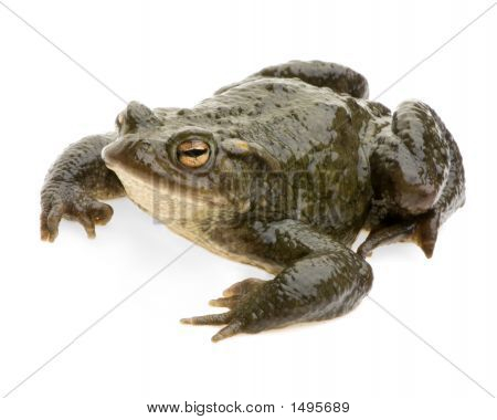 Обыкновенная жаба - Bufo Bufo