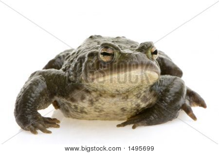 Обыкновенная жаба - Bufo Bufo
