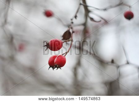 Ripered hawthorn berries on a tree at autumn.
