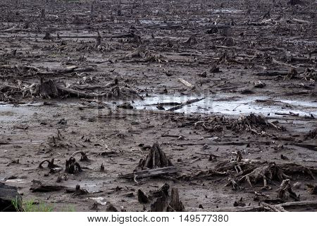 The tree stumps appear from the bottom of a lake in dry season.