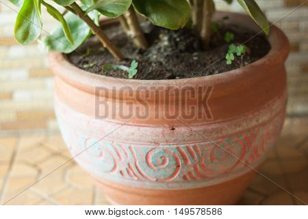 red flower in flower pot . .