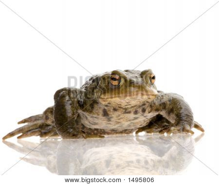 Обыкновенная жаба - Bufo Bufo