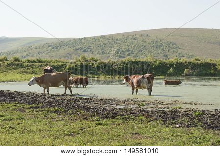 cow's pasture with mountain view and small pond