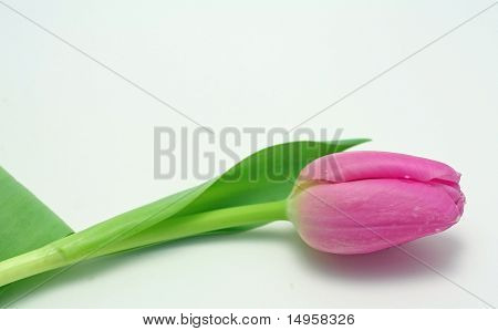 Een roze Tulip