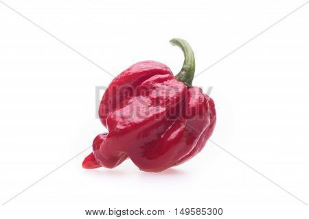 Trinidad Moruga Scorpion