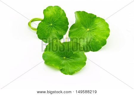 Green Asiatic Pennywort (Centella asiatica ) on white background