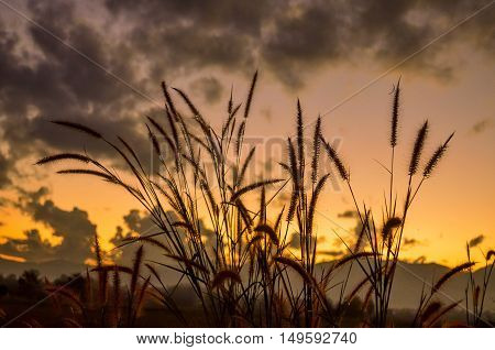 evening flower sunset nature outdoor view color orange sky