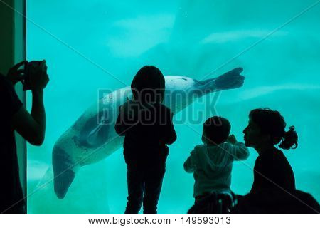 BIARRITZ, FRANCE - JUNE 27, 2016: Visitors observing as the grey seal (Halichoerus grypus), also known as the Atlantic seal swims in the Biarritz Aquarium in Biarritz, France. 