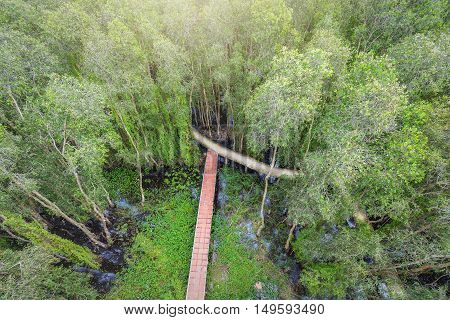 Small road through the melaleuca forests view from above