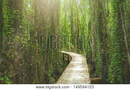 Small road on high through the melaleuca forests