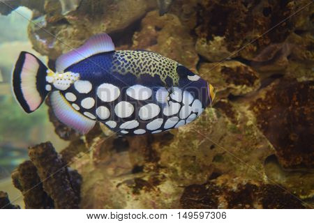 close up tropical clown triggerfish big spotted cute fish tank