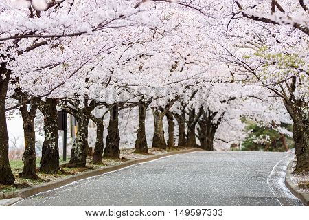 Cherry Blossom Path In Beautiful Garden In Spring (selected Focused On Tree At Middel Of Path)