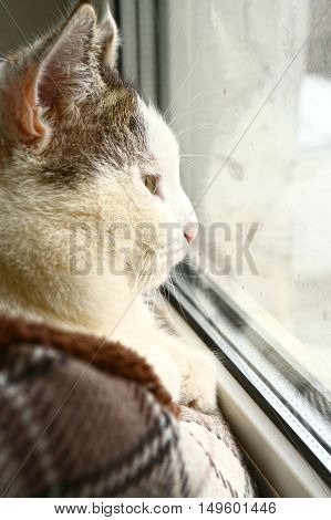 cat look at the window close up portrait in catbed