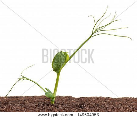 Sprouted young pea in the organic soil over white background