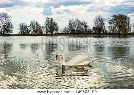 Beautiful white swan on water with reflection