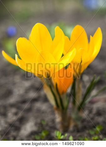 Yellow crocuses blooming in early spring. Close up.