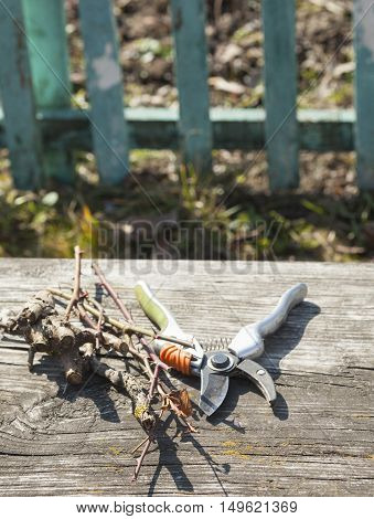 Pruning shears and cut branches on the wooden surface.