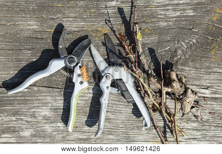 Pruning shears and cut branches on the wooden surface.