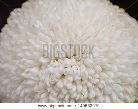 Close up flowers background. Amazing view of beautiful tender white chrysanthemum flowers at sunny summer or spring day.Beautiful tender white chrysanthemum flowers. Colorful chrysanthemum flow.