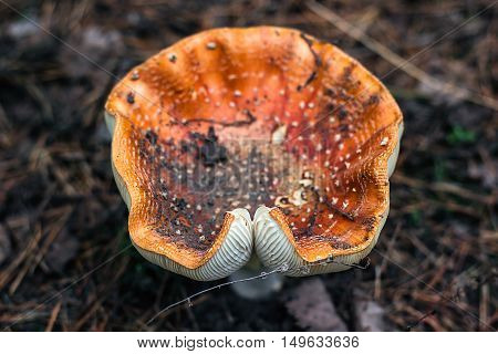 Poisonous mushrooms fungus toadstools in the forest Bright red mushroom fly agaric growing forest top view macro photo selective focus Close-up picture of Amanita in nature toxic mushroom fungus photo