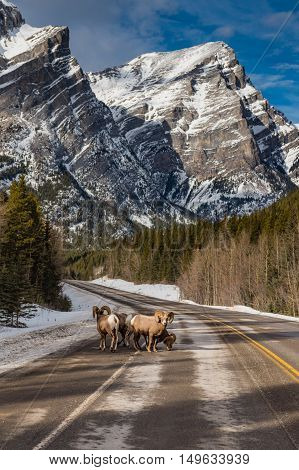 Rocky Mountain Bighorn Sheep (ovis Canadensis)