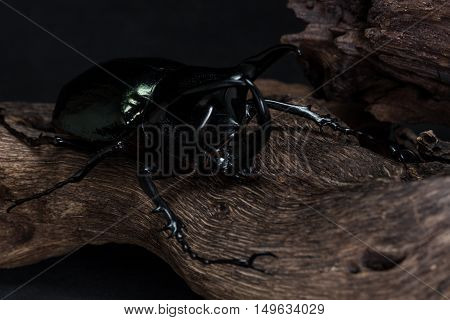 Three-horned Beetle (chalcosoma Caucasus)