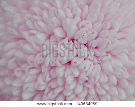 Close up flowers background. Amazing view of beautiful tender white chrysanthemum flowers at sunny summer or spring day.Beautiful tender white chrysanthemum flowers. Colorful chrysanthemum flow.