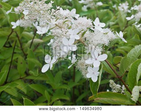 Bud with white buds on the bushes with green leaves