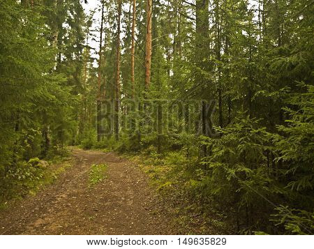 walk through the forest the trees and green pines along the road