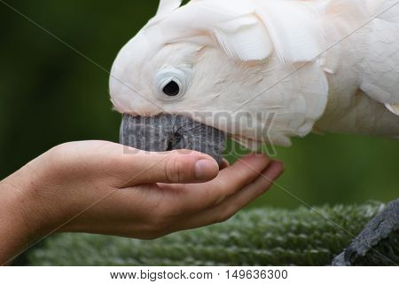 feeding a cute happy moluccan cockatoo parrot bird close up