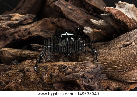 Three-horned Beetle (chalcosoma Caucasus)