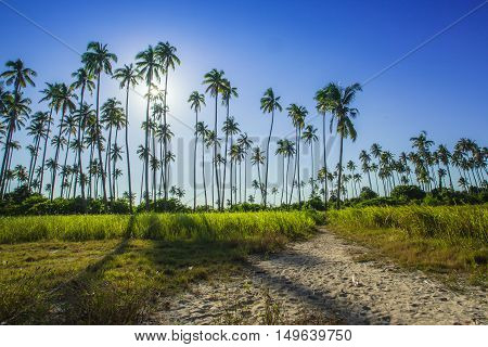 Landscapes On An Island