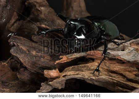 Three-horned Beetle (chalcosoma Caucasus)