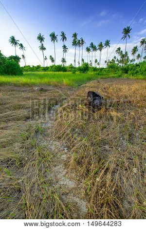 Landscapes On An Island