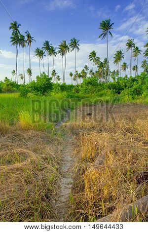 Landscapes On An Island