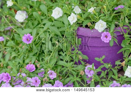 Violet And White Flower Petunia In Hotchpotch. Mix Petunia Flowers In The Garden In Summer. .
