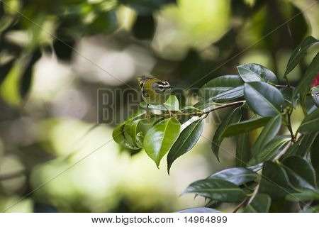 Madeirské Firecrest