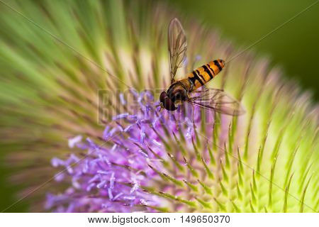 Wasp on the dipsacus fullonum flower. Macro photography of wildlife.