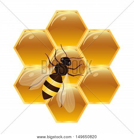 Honeycombs with honey and bee. Isolated vector illustration on white background.
