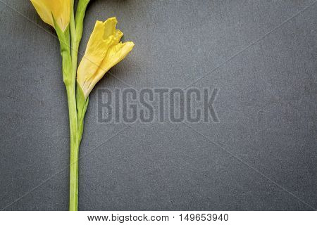 yellow gladiola flower against gray slate stone background with a copy space